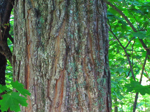 tree trunk showing robust gray vertical ridges and deep cracks with pink-orange color underneath, in a bright forest