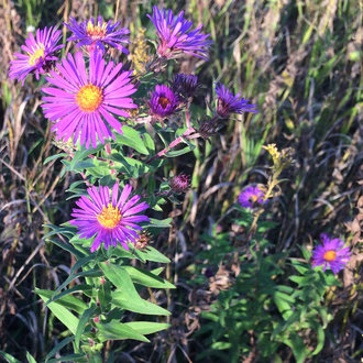 New England Aster