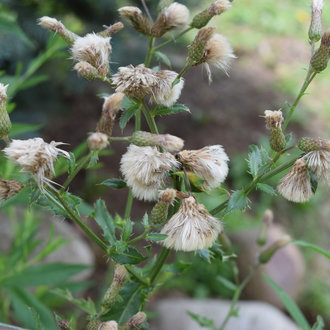 Creeping Thistle