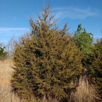 juniperus virginiana