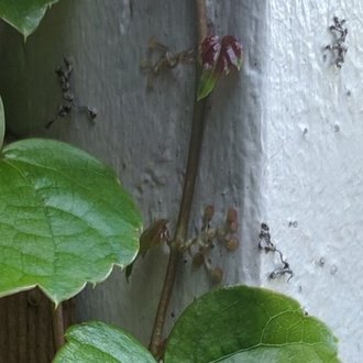 Virginia Creeper vs Boston Ivy: What's the Difference? - A-Z Animals