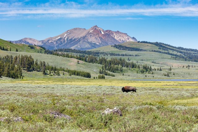 bison on an open plain, with hills with sparse conifers behind, mountains in the distance