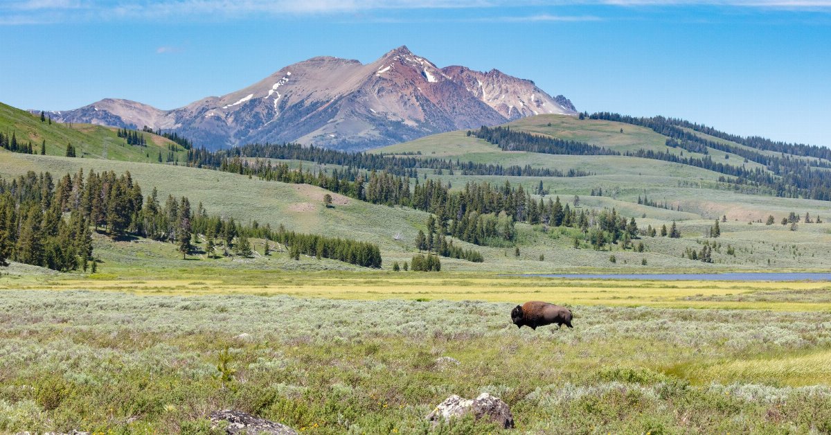 bison on an open plain, with hills with sparse conifers behind, mountains in the distance