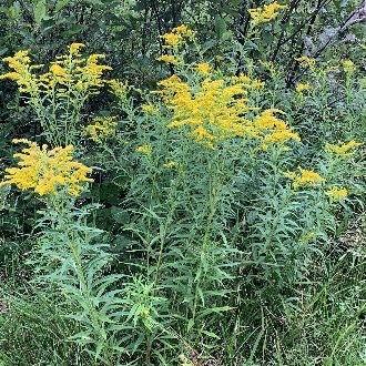 thumbnail of Canada Goldenrod