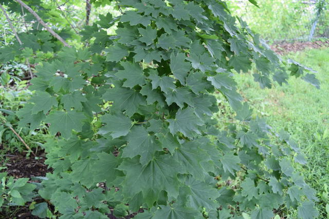 maple tree with numerous broad, dark green leaves, against pale green foliage in the background
