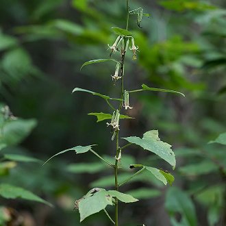 Tall Rattlesnakeroot