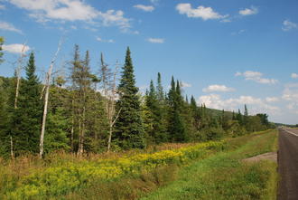 roadside scene with conical evergreen trees mixed with bare deciduous trees, behind a ditch filled with small yellow flowers