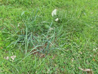 A large clump of grass growing in a lawn, with long, broad, blue-green leaves, and a small inflorescence