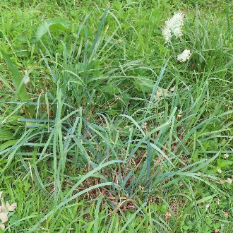 A large clump of grass growing in a lawn, with long, broad, blue-green leaves, and a small inflorescence