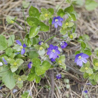 Common Hepatica