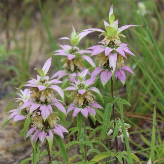 Spotted Beebalm