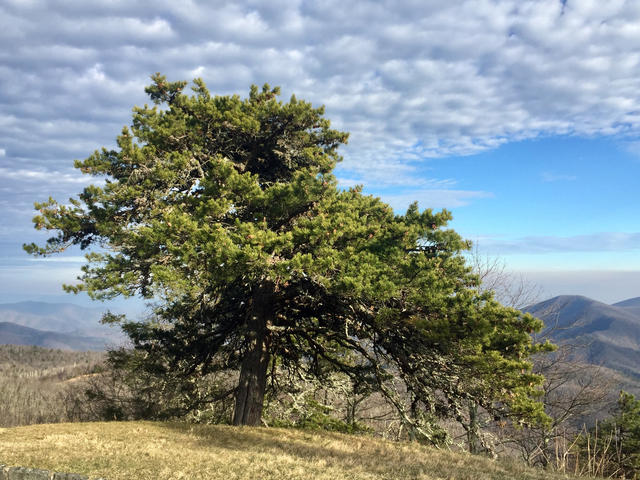 scrubby pine tree with mountains in background