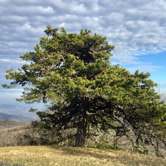 scrubby pine tree with mountains in background