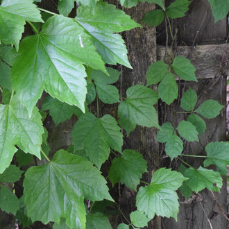 Virginia Creeper vs Boston Ivy: What's the Difference? - A-Z Animals