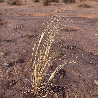 Sand Ricegrass