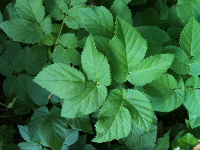 closeup of a doubly-compound leaf, three sets of three leaflets, with finely-serrated margins