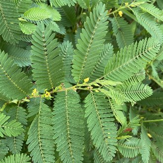 Partridge Pea (Chamaecrista fasciculata) - bplant.org