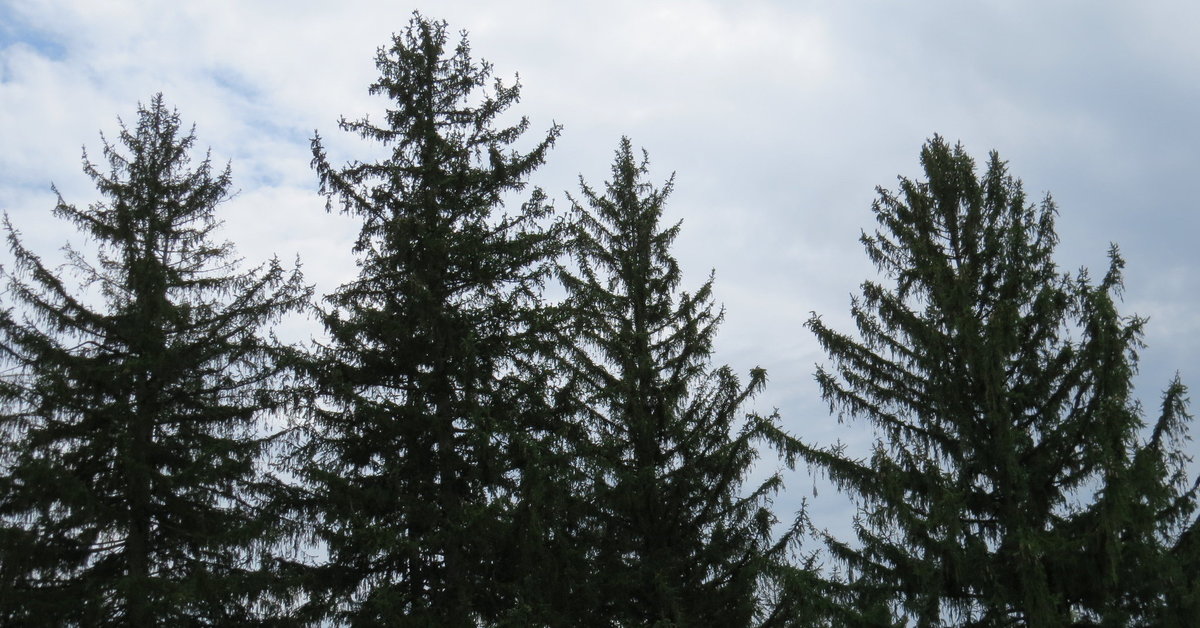 Norway Spruce (Picea abies)