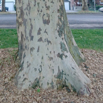 London Planetree