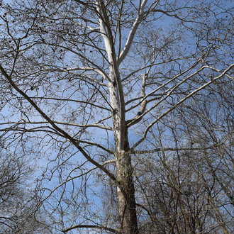 American Sycamore