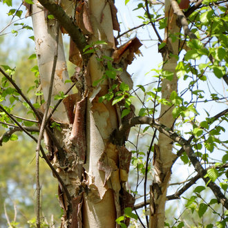 tree with three small trunks, dramatically peeling bark, white outside, bronze color underneath, light green young leaves