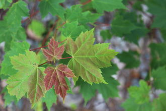 new maple leaves forming at a branch tip, the youngest deep red, the reddish fading to a deep green on older leaves