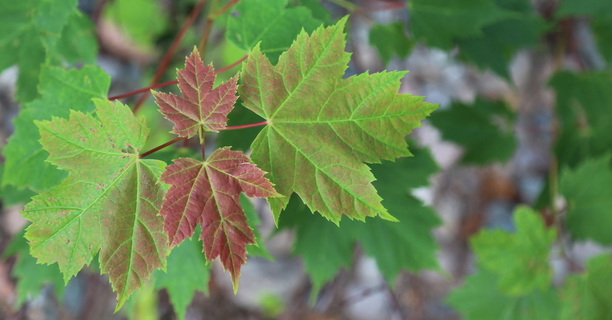Acer rubrum (red maple): Go Botany