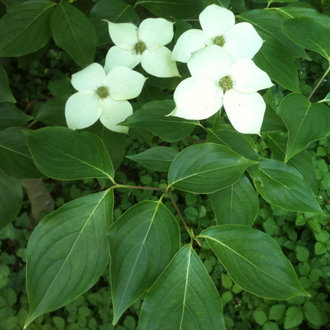 Kousa Dogwood