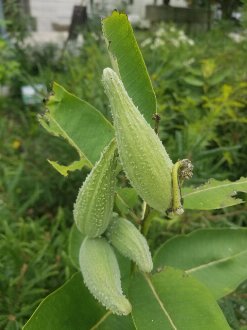 pear-shaped seedpods pointing up and sideways, pale green and covered in slight soft spines, on plant with broad leaves