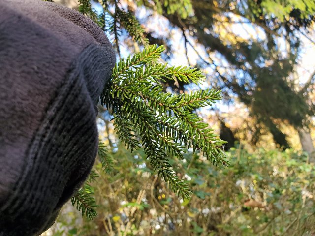 A gloved hand holding a bunch of fine-textured branching foliage of a spruce tree, with very short, bright green needles.