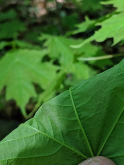 underside of a leaf showing main veins and smaller side-veins, maple leaves in the background