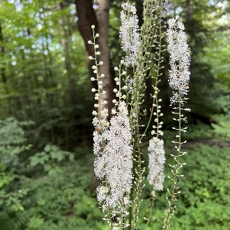thumbnail of Black Baneberry