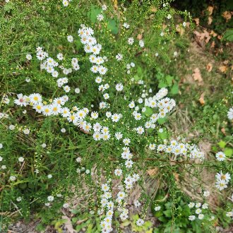 thumbnail of Small White Aster