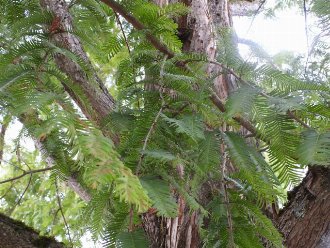 closeup of tree with thin, light-green needles in flat spreads, and pale reddish bark, with many ascending branches