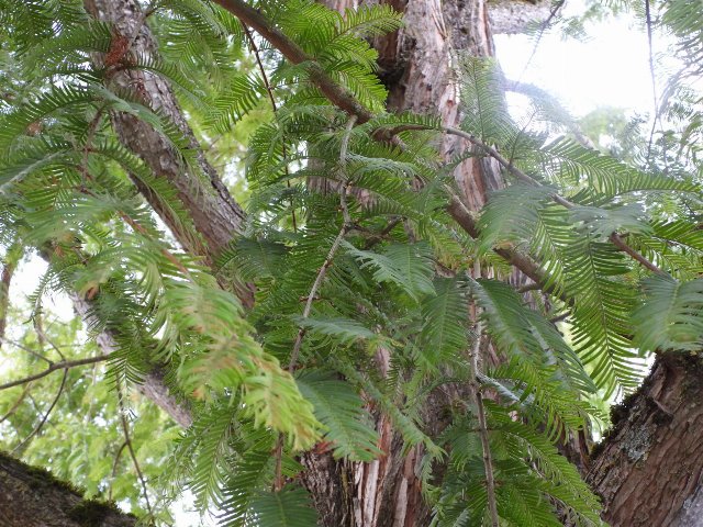 closeup of tree with thin, light-green needles in flat spreads, and pale reddish bark, with many ascending branches