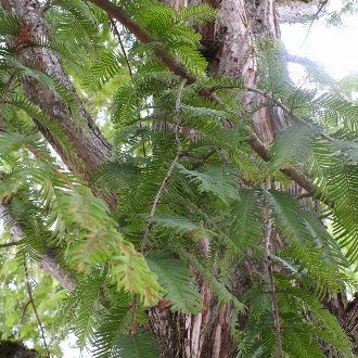 closeup of tree with thin, light-green needles in flat spreads, and pale reddish bark, with many ascending branches