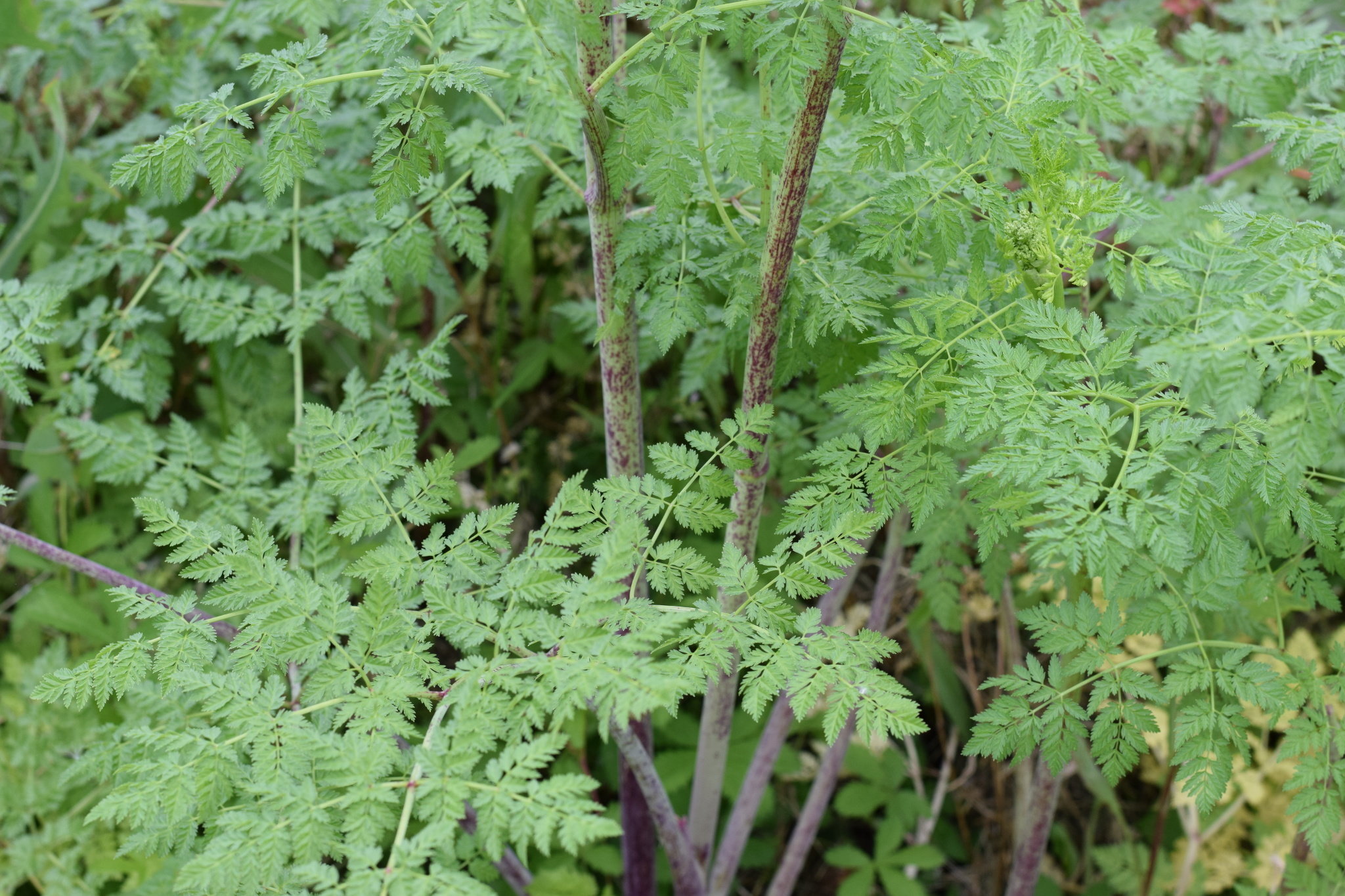 poison-hemlock-conium-maculatum-bplant