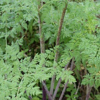 Poison Hemlock