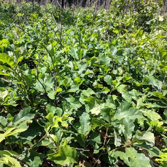 thumbnail of Dwarf Chinquapin Oak