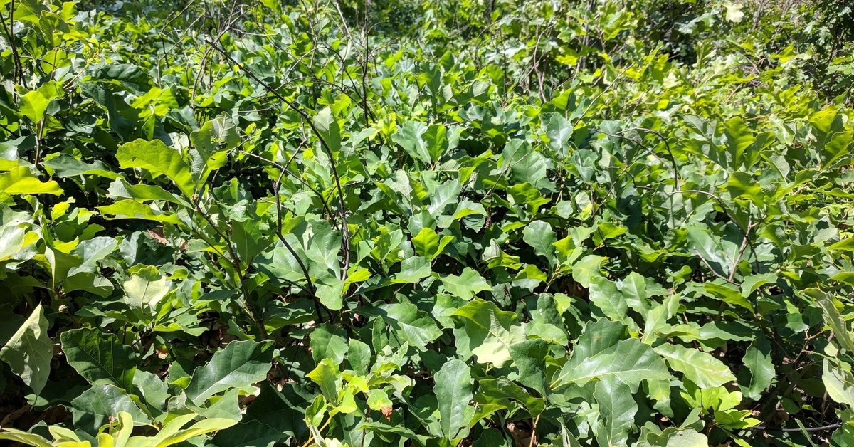 Dwarf Chinquapin Oak (Quercus prinoides) - bplant.org