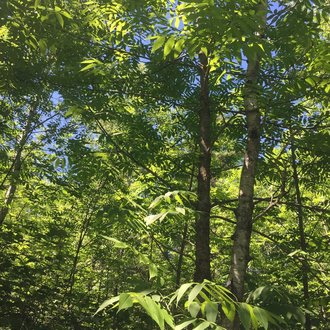 black ash tree