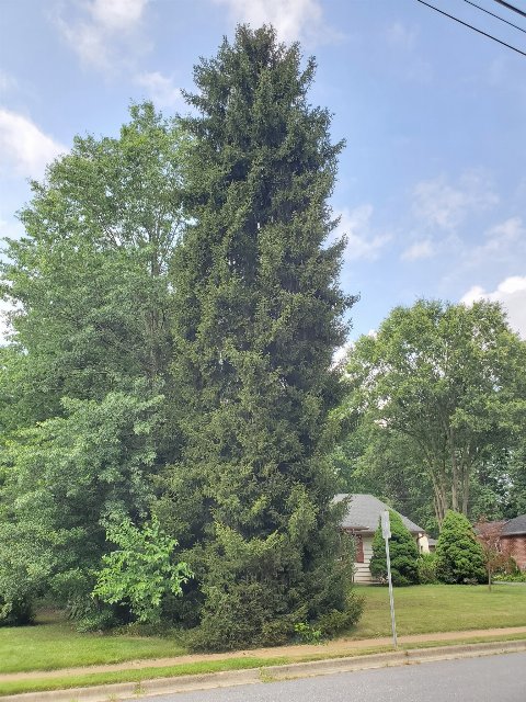 A large, relatively narrow spruce tree with a columnar shape and fine, dark green foliage, in a suburban setting