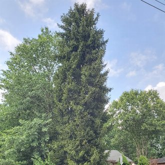 A large, relatively narrow spruce tree with a columnar shape and fine, dark green foliage, in a suburban setting