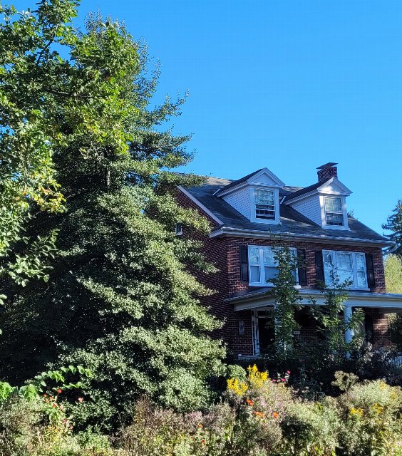 suburban landscaping showing a large holly tree, some saplings, and a colorful bed of dense perennials