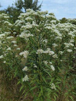 Tall thoroughwort with clusters of white flowers atop stems with narrow, opposite leaves