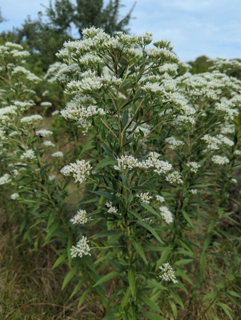 Tall thoroughwort with clusters of white flowers atop stems with narrow, opposite leaves