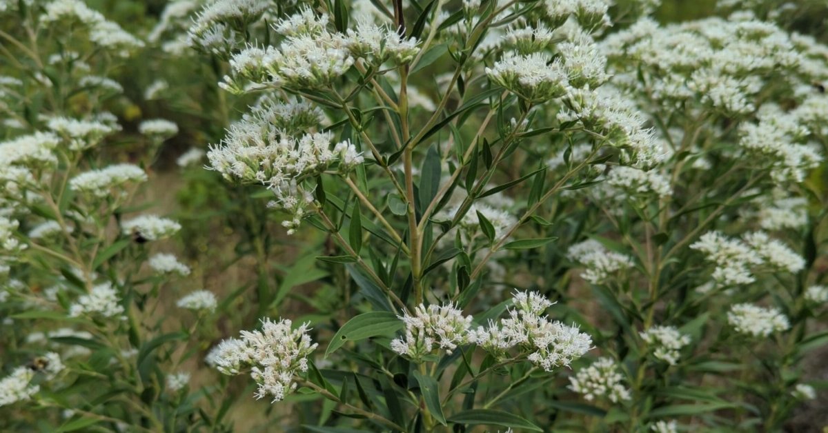 Tall thoroughwort with clusters of white flowers atop stems with narrow, opposite leaves