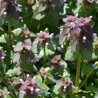 Purple Deadnettle