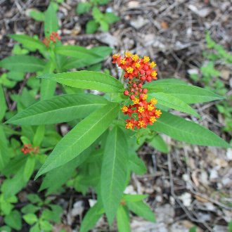 Tropical Milkweed