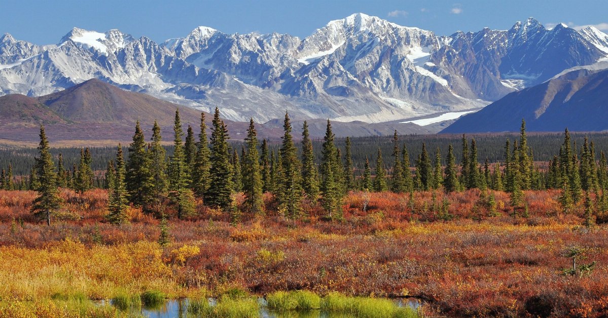 snowy, rocky mountains in the background, some small conifers in the foreground, and a pond with low vegetation around it